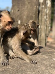 Family of wild macaque sitting on the ground in Cambodia. 