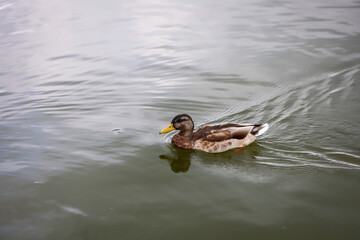 Stockenten in einem Teich. Die Stockente ist eine Vogelart und gehört zu den Entenvögeln.