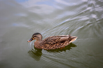 Stockenten in einem Teich. Die Stockente ist eine Vogelart und gehört zu den Entenvögeln.