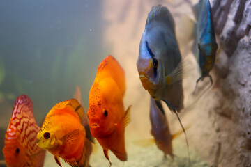 Blick auf Diskusfische, die im bepflanzten Aquarium schwimmen. Tropischer Fisch.