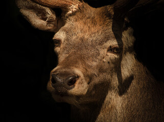 Fototapeta premium Creative closeup animal photography of a red deer at summer in germany