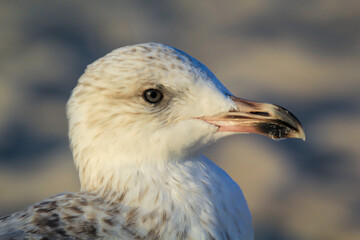 Portrait einer Mantelmöwe, Möwe an der Ostsee.
