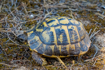Porträt einer griechischen Schildkröte mit ihrer schönen gelben und schwarzen Panzer.