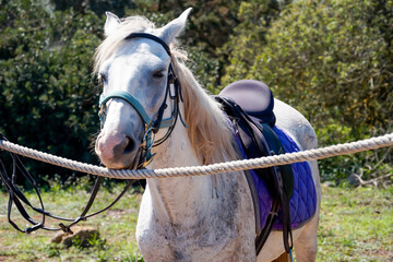 Portrait eines Pferd, eines Reitpferd mit Sattel in der freien Natur.

