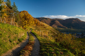 Fototapeta na wymiar Beautiful autumn landscape with colorful grapevines, Spitz, Wachau, Austria