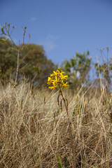 Ibitipoca Park Minas Gerais Brazil - Yellow Orchid on dry grass
