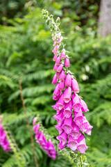 A foxglove flowering in early July in the New Beechenhurst Inclosure of the Forest of Dean near...