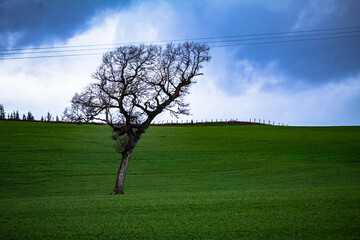 arbol en campo verde 