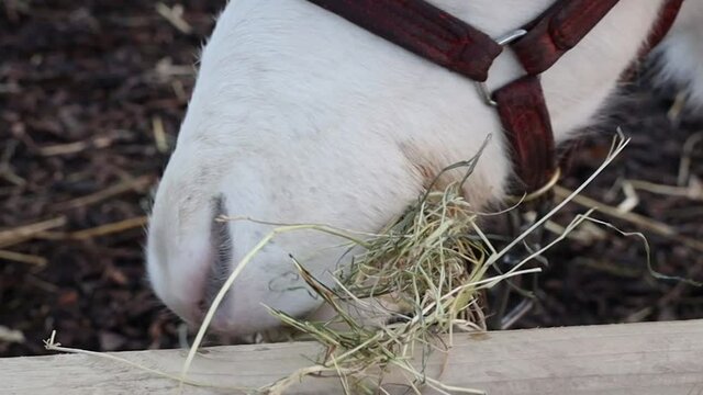 White Reindeer Nibbling Hay - Close Up