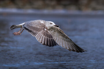 A juvenile of yellow legged-gull ( Larus cachinnans)
