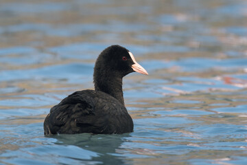 Foulque macroule (Fulica atra) Common Coot