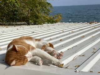 Fototapety na wymiar - Fototapeta24.pl