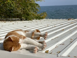 Fototapety na wymiar - Fototapeta24.pl