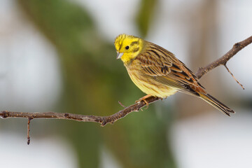 Yellowhammer (Emberiza citrinella)