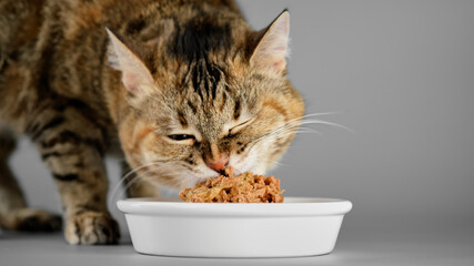 Cat eats pet food from a bowl, close up