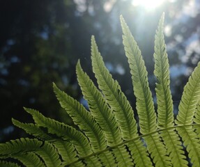Mahogany Green leaves bush in a garden plant outdoors in the park. Close-up leaves on a tree. Cinnamon Fern nature background floral wallpaper Bright lighting sun rays detailed texture