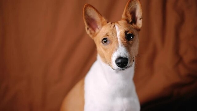 Portrait of funny red white basenji dog, looking on camera, close up.