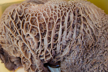 beef stomach book for mondongo