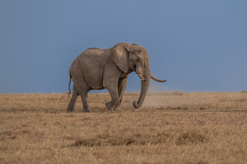 Fototapeta premium Wild african elephant close up, Botswana, Africa