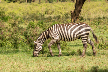 african plains zebra on the dry brown savannah grasslands browsing and grazing. focus is on the zebra with the background blurred, the animal is vigilant while it feeds