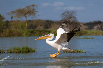 White pelican, Pelecanus onocrotalus, in Lake Kerkini, Greece. Pelicans on blue water surface. Wildlife scene from Europe nature. Bird mountain background. Birds with long orange bills.