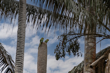 leptisittaca branickii green parrot an endangered species of columbia.