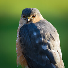 A wild sharp shinned hawk in close up staring directly into the point of view with an orange iris with black pupil in the eye