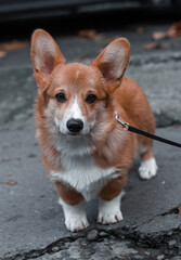 chihuahua on the porch