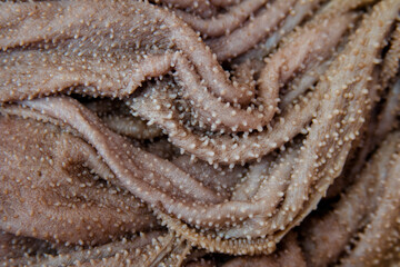 beef stomach for pancita procedure