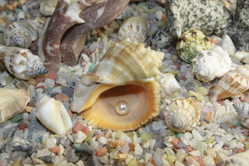 white pink pearls in a shell and stones of different breeds and shapes