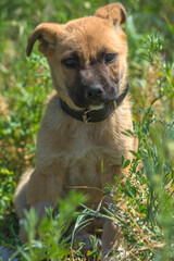 brown mongrel puppy on green grass background