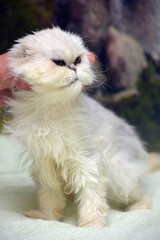 white beautiful fluffy persian cat