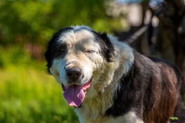black and white dog Alabai among the grass