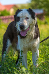 black and white dog Alabai among the grass