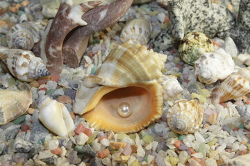 white pink pearls in a shell and stones of different breeds and shapes
