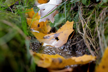 yellow autumn leaves