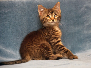 Fototapeta na wymiar little cute striped brown playful kitten
