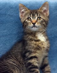 little cute striped brown playful kitten