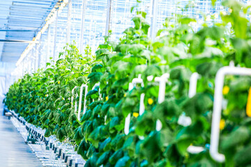 Green crop of cucumber in modern greenhouse