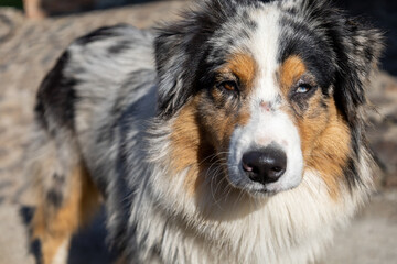 Australian shepherd dog with heterochromia