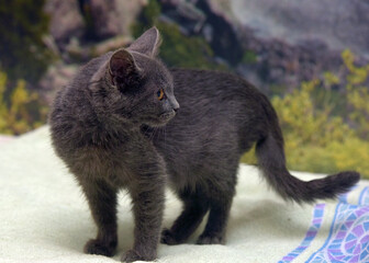 smoky shorthair kitten russian blue