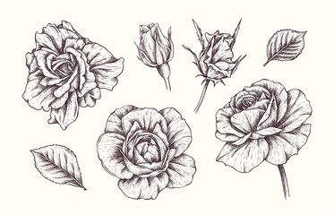 Vector hand drawn roses flowers. Vintage botanical collection in engraved style. English rose, bud, leaves for wedding invitations, prints, greeting cards, Birthday, wallpaper, template