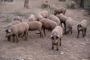Herd of young pigs in the holm oak grove in Spain - obrazy, fototapety, plakaty
