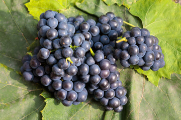 Fresh picked blue grapes