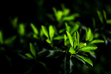 Spring background with green grass. Blure effect