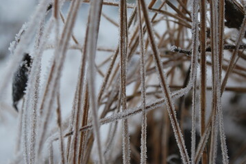 grass in the snow