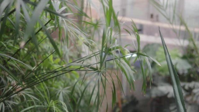 GreenhouseCyperus alternifolius also known as the umbrella papyrus, umbrella sedge.