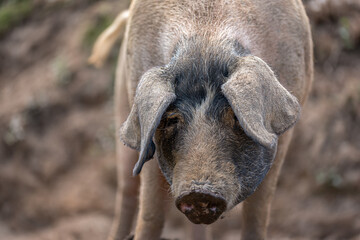 Fototapeta premium Pig standing on the farm looking at the camera