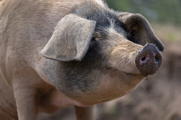 Pig standing on the farm