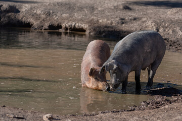 Couple of iberian pigs kissing in the lake
